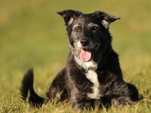 An older border collie dog looking happy resting on some grass outdoors