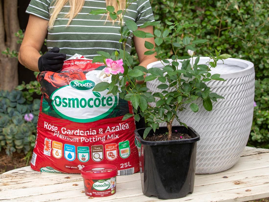 Horticulturist with bag of Osmocote Rose, Gardenia & Azalea potting mix with a large white decorative pot and plant.