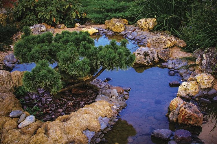 Small tree in the middle of a pond