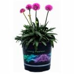 1.5L Dreameria Dreamweaver - Armeria pseudarmeria