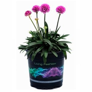 1.5L Dreameria Dreamweaver - Armeria pseudarmeria