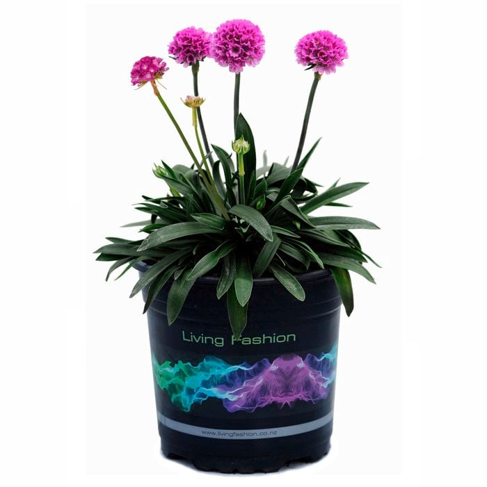 1.5L Dreameria Dreamweaver - Armeria pseudarmeria