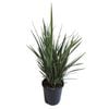 1.9L Dianella Revelation - Dianella revoluta