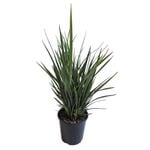 1.9L Dianella Revelation - Dianella revoluta