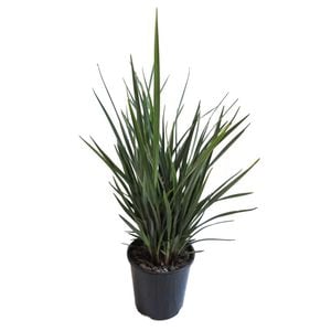 1.9L Dianella Revelation - Dianella revoluta