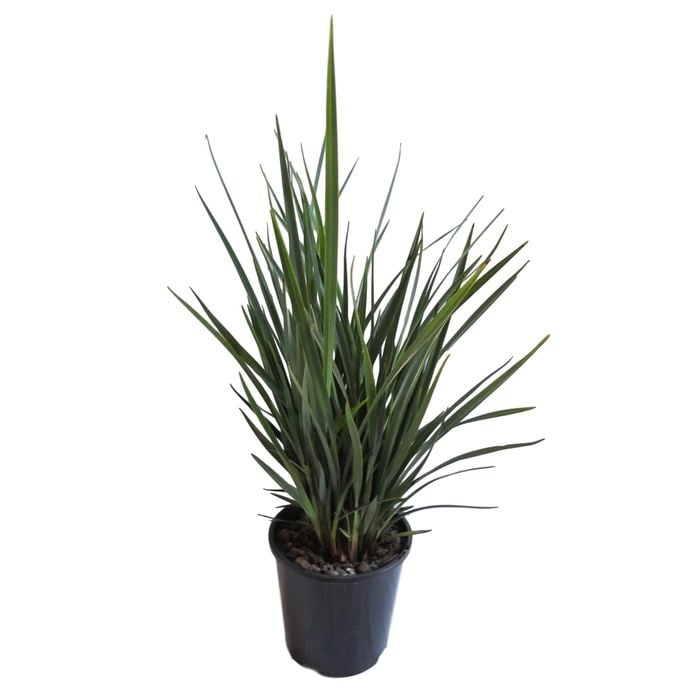 1.9L Dianella Revelation - Dianella revoluta
