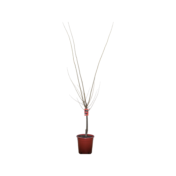 Bagged Santa Rosa Plum Tree - Prunus app