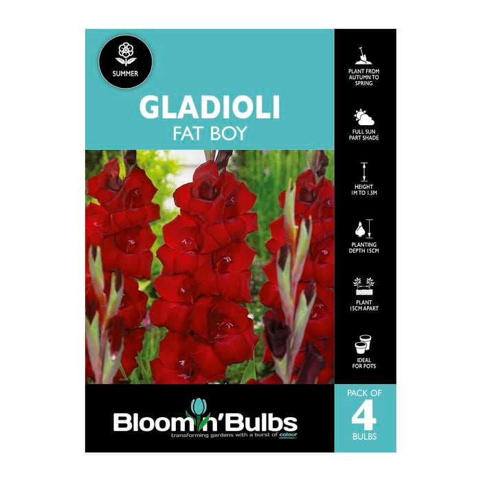 Bloomin' Bulbs Gladioli Fat Boy - 4 Pack