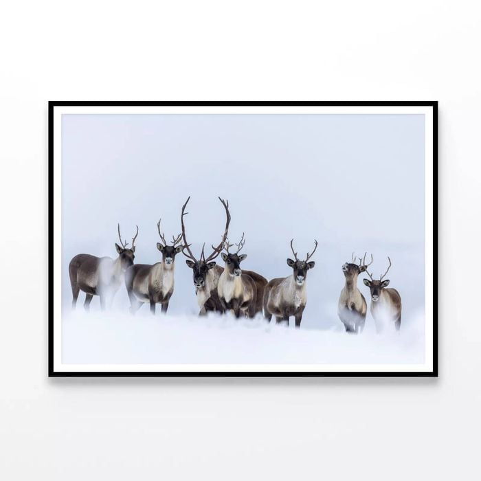 Herd of Caribou in the Snow  Print 100% Australian Made 90x60cm  (Poster)