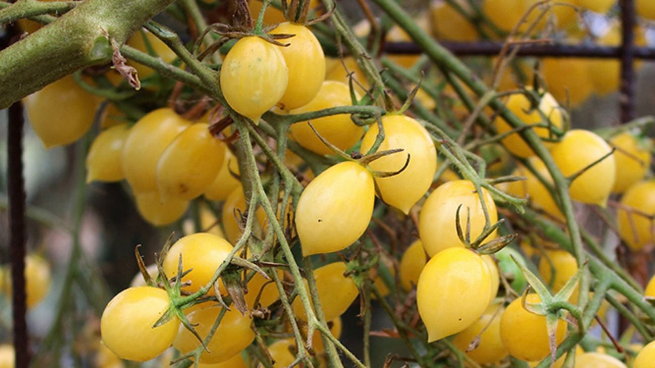 Close-up shot of Barrys Crazy Cherry tomatoes on the vine in a garden bed.