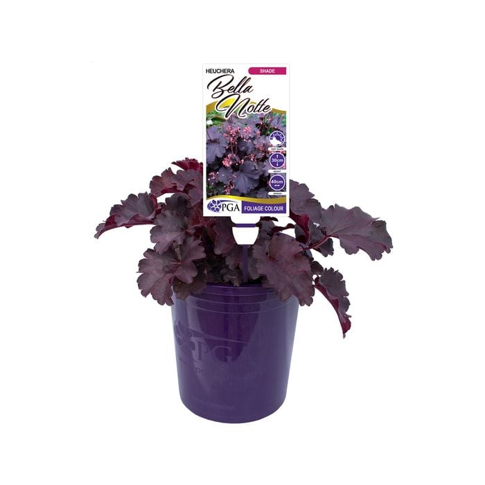 140mm Coral Bells - Heuchera Bella Notte
