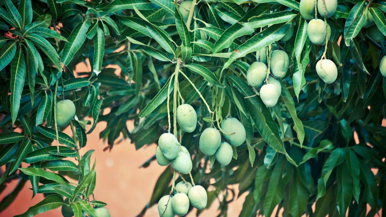 Green mangoes.