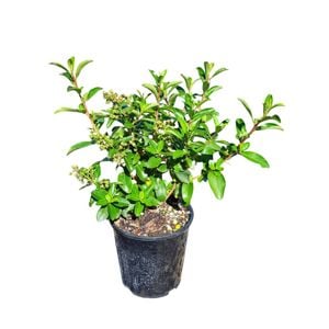 2L Escallonia Snowbud 