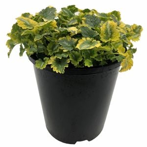 140mm Lamium Anne Greenway - Lamium maculatum
