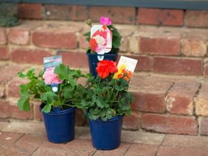 Various geraniums in pots