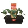 Punnet Patio Baby Bunching Broccoli  - Brassica oleracea