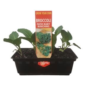 Punnet Patio Baby Bunching Broccoli  - Brassica oleracea