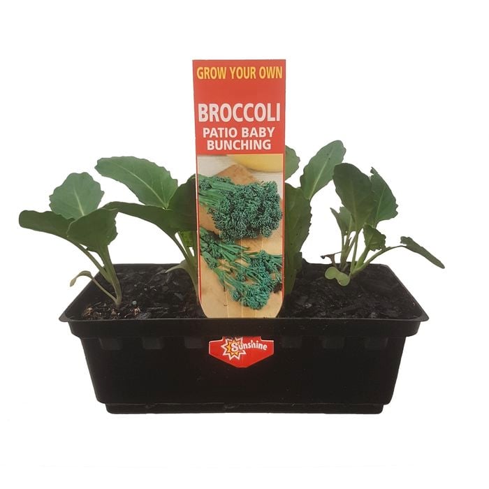 Punnet Patio Baby Bunching Broccoli  - Brassica oleracea