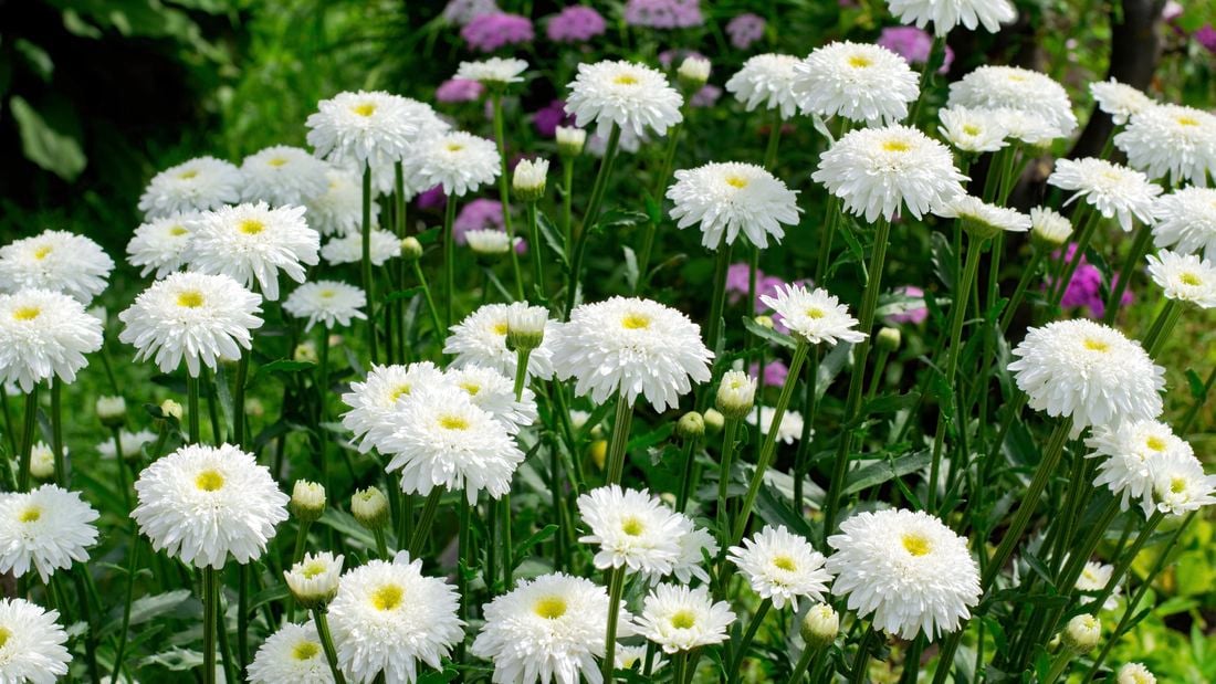 A clump of aster plants with white flowers