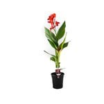 180mm Canna Cannova Assorted - Canna generalis