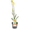 140mm Bush Bonanza Kangaroo Paw - Anigozanthos hybrid Rambubona