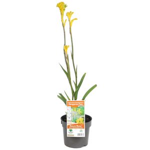 140mm Bush Bonanza Kangaroo Paw - Anigozanthos hybrid Rambubona