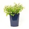 150mm Euphorbia Hip Hop - Euphorbia hypericifolia