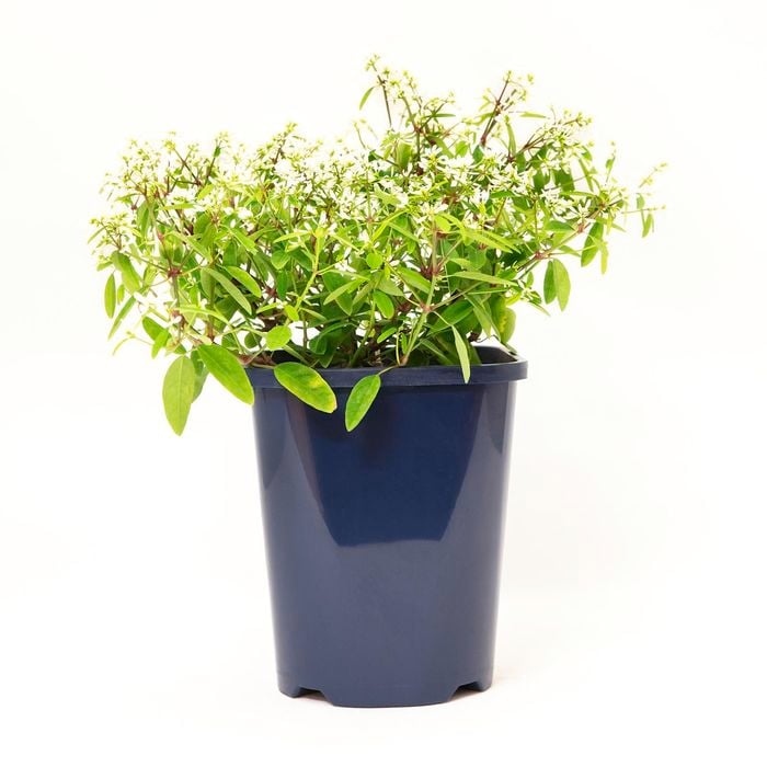 150mm Euphorbia Hip Hop - Euphorbia hypericifolia