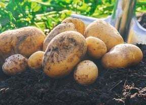 Some freshly dug potatoes.
