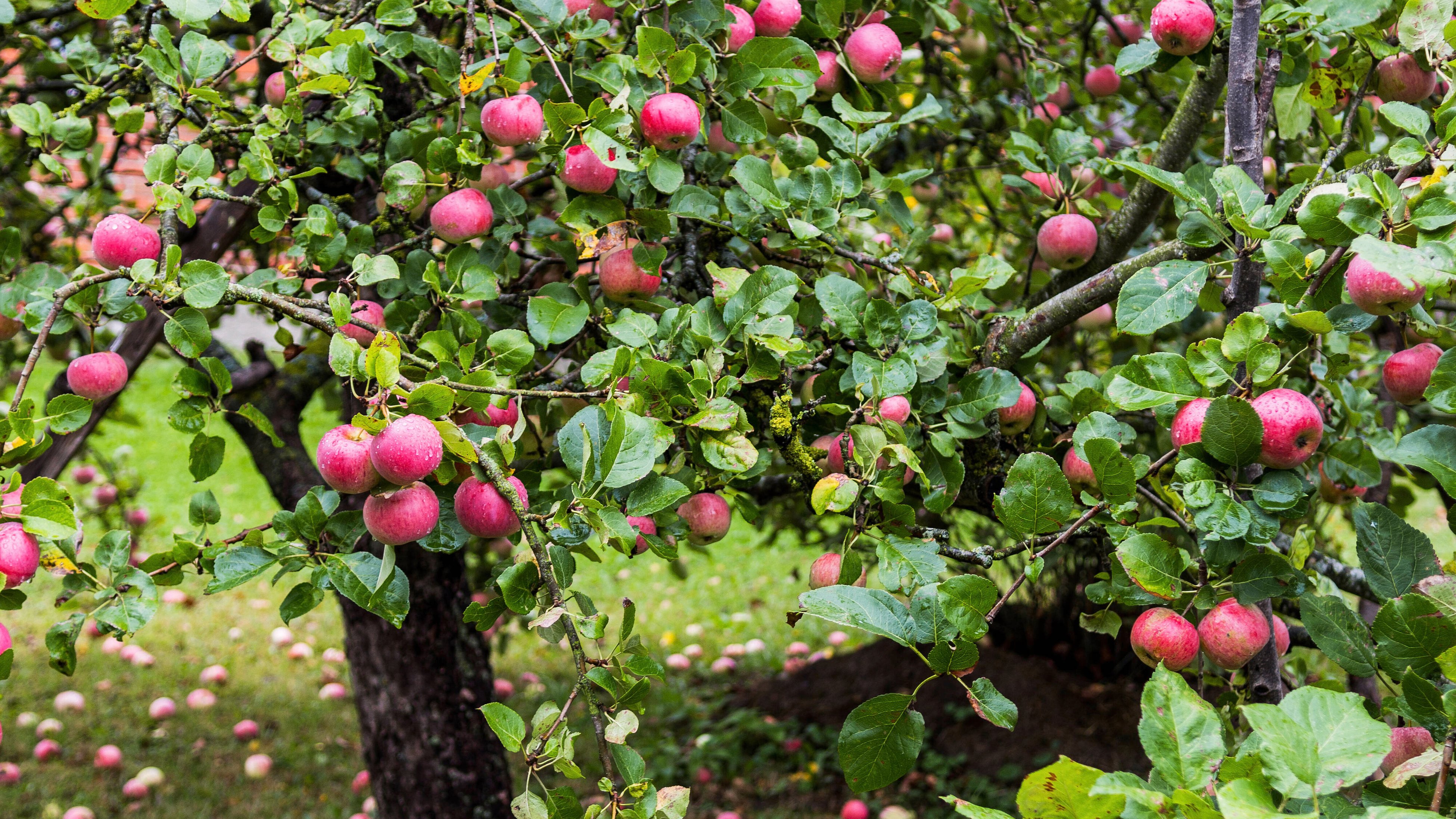 Fruit tree