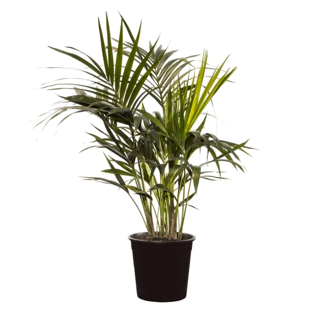 400mm Kentia Palm Howea fosteriana Bunnings Australia