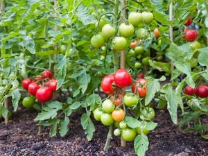 Tomato plants some ripe and some greet tomatoes