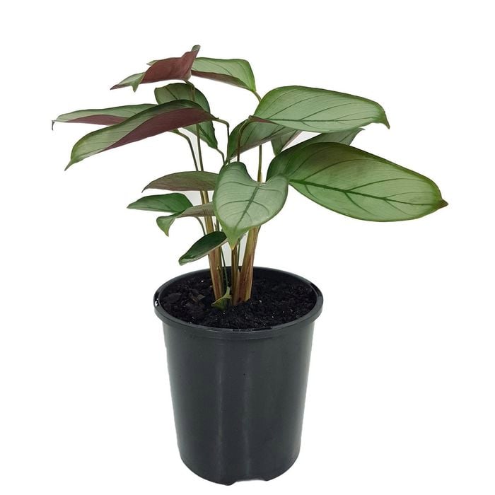 180mm Ctenanthe Greystar - Ctenanthe setosa