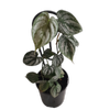 180mm Silver Leaf - Philodendron brandtianum