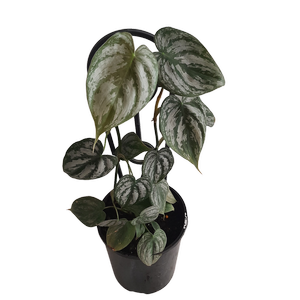 180mm Silver Leaf - Philodendron brandtianum