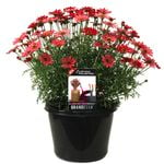 180mm Grandaisy Sunset - Intergeneric hybrid Argyranthemum