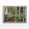 Dirt Path Winding Forest   Print 100% Australian Made 90x60cm  (Poster)