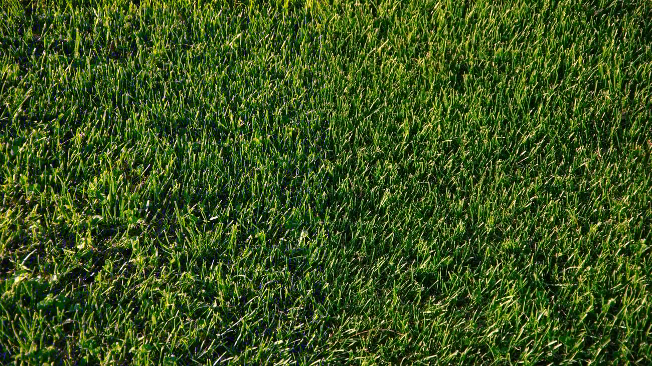 Birds-eye view shot of green turf