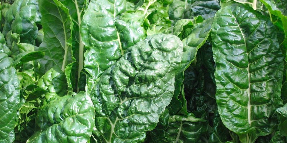 Silverbeet ‘Fordhook Giant’ is easy to grow and produces dark green, glossy leaves with creamy-white, edible stalks.