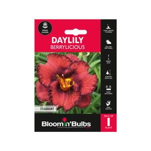 Bloomin' Bulbs Summer Daylily Berrylicious - 1 Pack