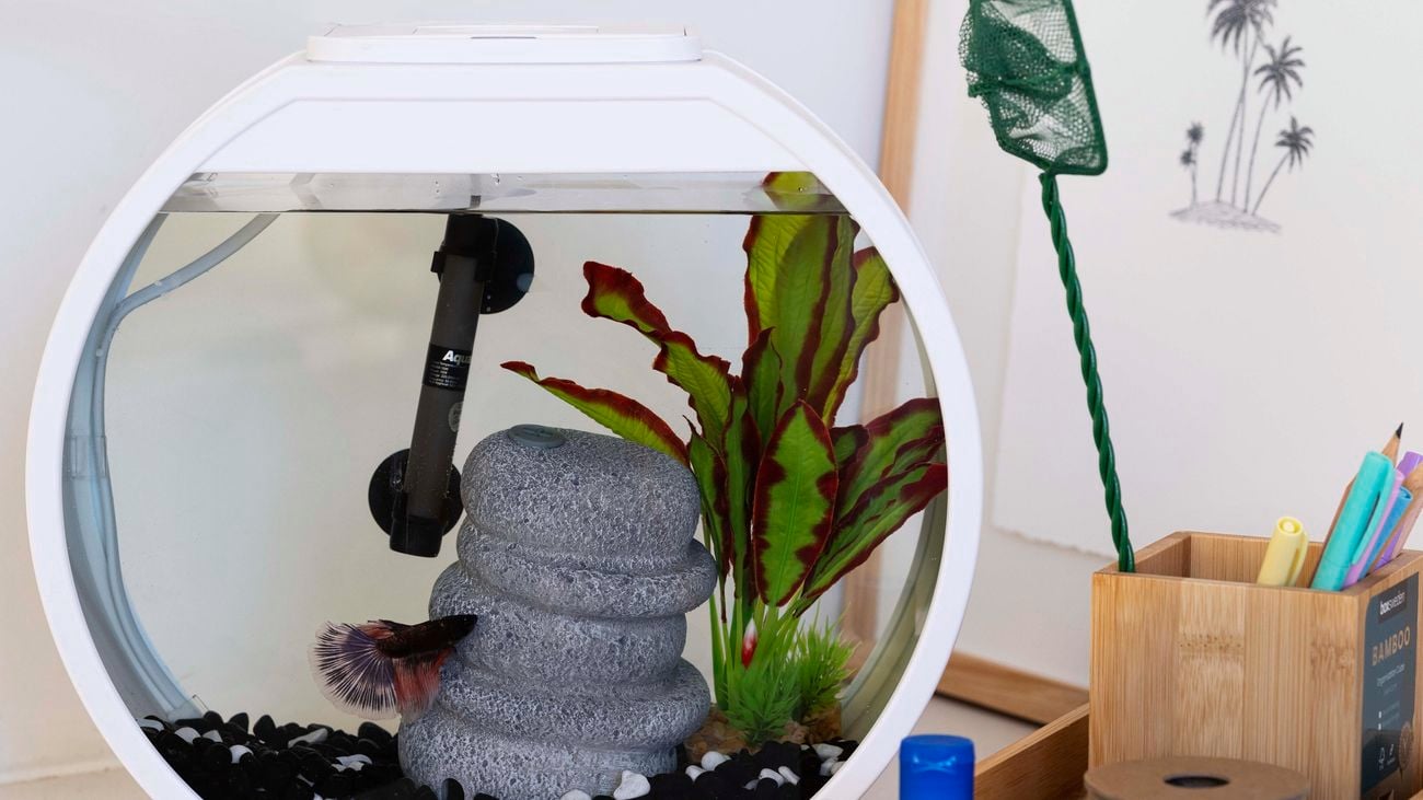 A fish bowl, picture frame and wooden stationary box on a shelf