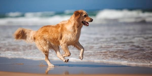 Explore
  everyday grain free nutrition for your dog