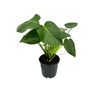 170mm Swiss Cheese Plant - Monstera Deliciosa