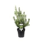 200mm Dwarf Woolly Bush - Adenanthos cunninghamii Lighthouse