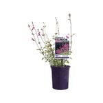 140mm Perfect Pollinator Velvet - Salvia hybrid
