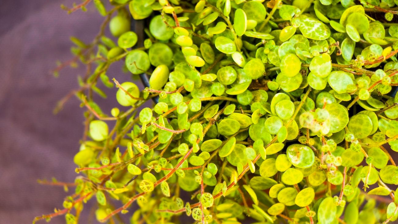 Close up of a cascading peperomia plant with small round leaves