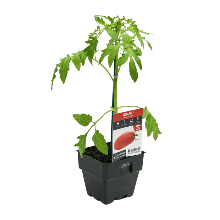 100mm Tomato Roma San Marzano -Solanum lycopersicum - Floriana Gourmet Gardner