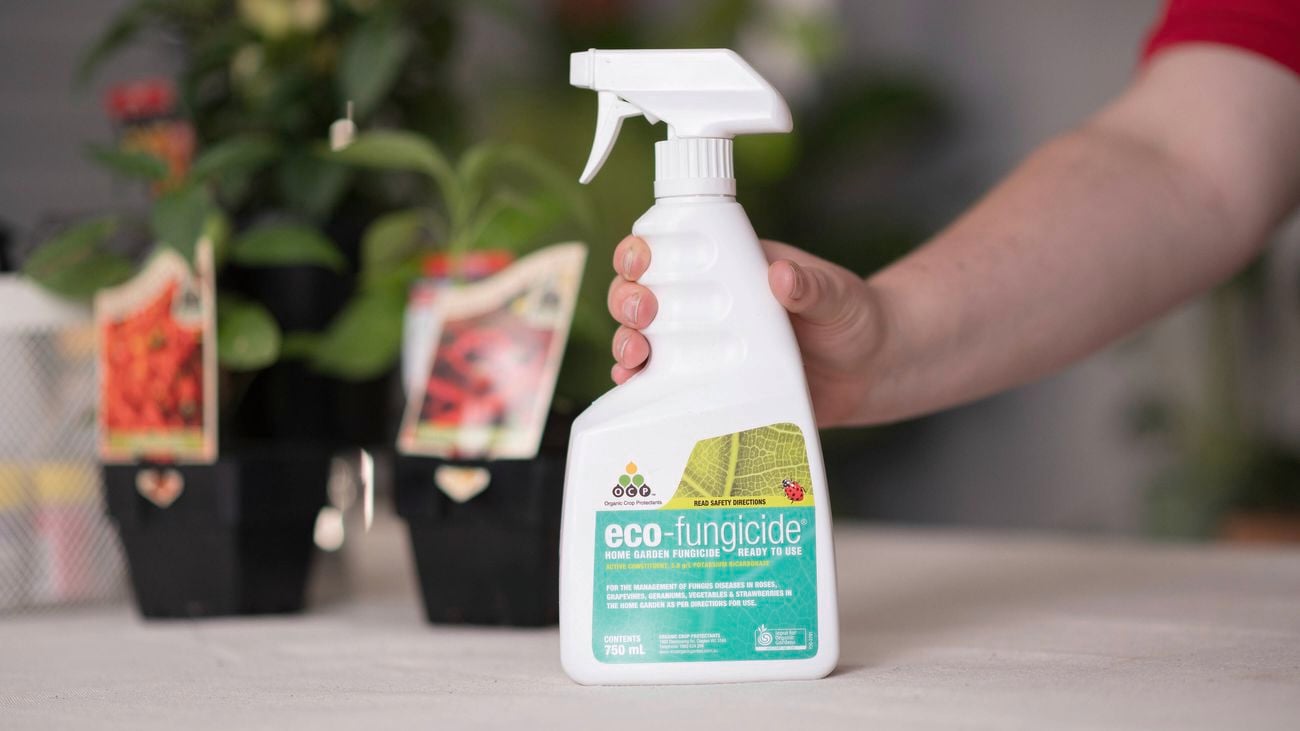 Eco fungicide spray bottle.