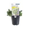 140mm Grey BLOB - Sedum forsterianum