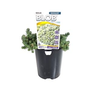 140mm Grey BLOB - Sedum forsterianum